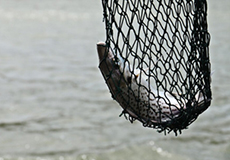 Nylon Fishing Net Suppliers Nylon Fishing Net Suppliers
