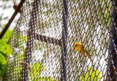 Invisible Bird Net Manufacturers Invisible Bird Net Manufacturers